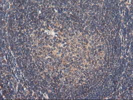 IHC of paraffin-embedded Human tonsil using anti-RNPEP mouse monoclonal antibody. (Heat-induced epitope retrieval by 10mM citric buffer, pH6.0, 100C for 10min).