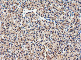 IHC of paraffin-embedded Human pancreas tissue using anti-RNPEP mouse monoclonal antibody. (Heat-induced epitope retrieval by 10mM citric buffer, pH6.0, 100C for 10min).