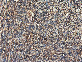 IHC of paraffin-embedded Human Ovary tissue using anti-RNPEP mouse monoclonal antibody. (Heat-induced epitope retrieval by 10mM citric buffer, pH6.0, 100C for 10min).