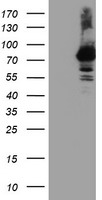 HEK293T cells were transfected with the pCMV6-ENTRY control (Left lane) or pCMV6-ENTRY RNPEP (Right lane) cDNA for 48 hrs and lysed. Equivalent amounts of cell lysates (5 ug per lane) were separated by SDS-PAGE and immunoblotted with anti-RNPEP.