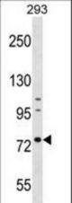 RNPEP Antibody western blot of 293 cell line lysates (35 ug/lane). The RNPEP antibody detected the RNPEP protein (arrow).