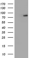 HEK293T cells were transfected with the pCMV6-ENTRY control (Left lane) or pCMV6-ENTRY RNPEP (Right lane) cDNA for 48 hrs and lysed. Equivalent amounts of cell lysates (5 ug per lane) were separated by SDS-PAGE and immunoblotted with anti-RNPEP.