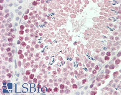 Mouse Testis: Formalin-Fixed, Paraffin-Embedded (FFPE)