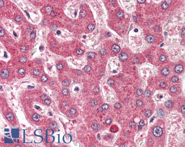Anti-ROBO1 antibody IHC of human liver. Immunohistochemistry of formalin-fixed, paraffin-embedded tissue after heat-induced antigen retrieval. Antibody LS-B3011 concentration 2 ug/ml.