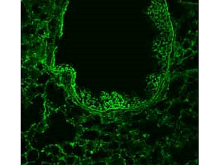 Immunofluorescence - Anti-ROBO-1 Antibody. 1/50 staining mouse lung tissue sections (adult, frozen 100mum whole mount sections) by IHC-Fr. The tissue was paraformaldehyde fixed and permeabilized with triton x-100 before incubation with the antibody for 16 hours at 4°C.