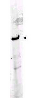 Western Blot - Anti-ROBO-1 Antibody. Western blot of Affinity Purified anti-ROBO-1 antibody shows detection of a band at ~181 kD corresponding to ROBO-1 present in mouse brain lysate (arrowhead). Approximately 35 ug of lysate was separated by 4-8% SDS-PAGE and transferred onto nitrocellulose. After blocking the membrane was probed with the primary antibody diluted to 1:1000. Reaction occurred 2h at room temperature followed by washes and reaction with a 1:10000 dilution of IRDye800 conjugated Gt-a-Rabbit IgG [H&L] MX ( for 45 min at room temperature. IRDye800 fluorescence image was captured using the Odyssey Infrared Imaging System developed by LI-COR. IRDye is a trademark of LI-COR, Inc. Other detection systems will yield similar results.