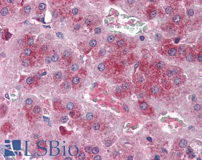 Anti-ROCK2 antibody IHC of human adrenal. Immunohistochemistry of formalin-fixed, paraffin-embedded tissue after heat-induced antigen retrieval. Antibody LS-B3050 dilution 1:100.
