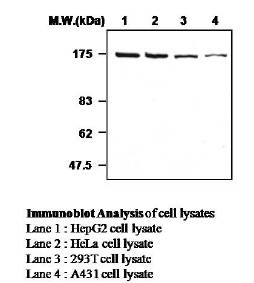 Western blot of various cell lysates