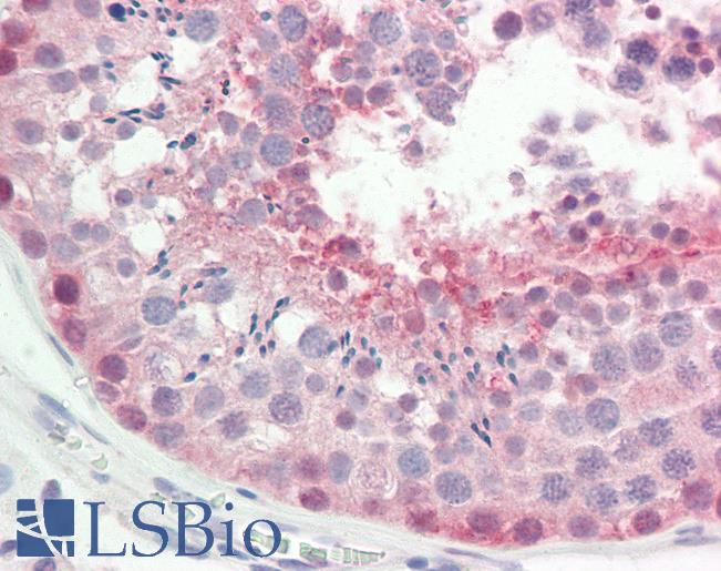 Anti-ROPN1L antibody IHC staining of human testis. Immunohistochemistry of formalin-fixed, paraffin-embedded tissue after heat-induced antigen retrieval.