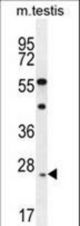 ROPN1L Antibody western blot of mouse testis tissue lysates (35 ug/lane). The ROPN1L antibody detected the ROPN1L protein (arrow).