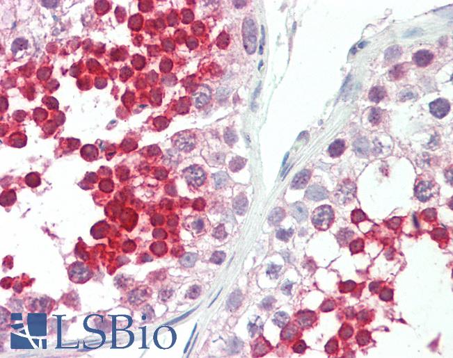 Anti-ROPN1L antibody IHC staining of human testis. Immunohistochemistry of formalin-fixed, paraffin-embedded tissue after heat-induced antigen retrieval. Antibody LS-B9759 concentration 5 ug/ml.