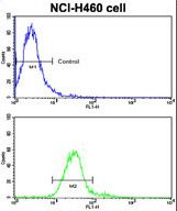 Flow cytometric of NCI-H460 cells using ROR1 Antibody (bottom histogram) compared to a negative control cell (top histogram). FITC-conjugated goat-anti-rabbit secondary antibodies were used for the analysis.