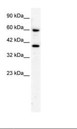 HepG2 Cell Lysate