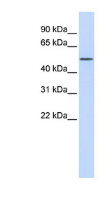 RORA antibody LS-C109966 Western blot of 721_B cell lysate.