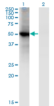 Western Blot analysis of RORB expression in transfected 293T cell line by RORB monoclonal antibody (M01), clone 4B4.Lane 1: RORB transfected lysate (Predicted MW: 52.1 KDa).Lane 2: Non-transfected lysate.