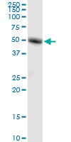 RORC monoclonal antibody (M01), clone 1G7. Western Blot analysis of RORC expression in human kidney.