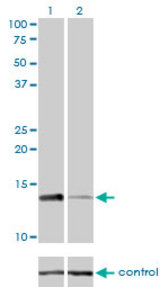 Western blot of RPA3 over-expressed 293 cell line, cotransfected with RPA3 Validated Chimera RNAi (Lane 2) or non-transfected control (Lane 1). Blot probed with RPA3 monoclonal antibody, clone 1F4. GAPDH ( 36.1 kD ) used as specificity an.