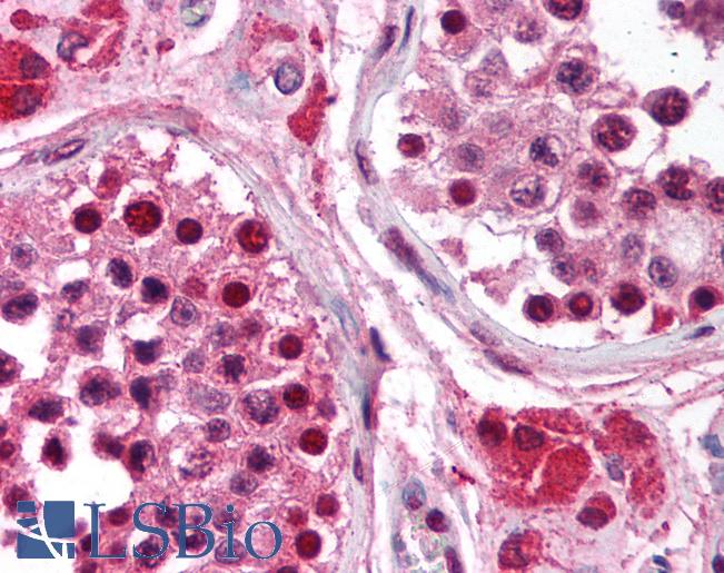 Anti-RPA3 antibody IHC of human testis. Immunohistochemistry of formalin-fixed, paraffin-embedded tissue after heat-induced antigen retrieval. Antibody LS-B1711 concentration 5 ug/ml.