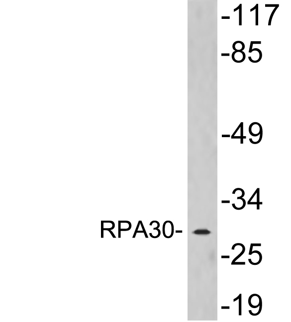 Western blot of extracts from COLO205 cells, using RPA30 antibody.