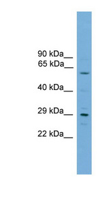 RPAIN antibody LS-C117044 Western blot of 293T cell lysate.