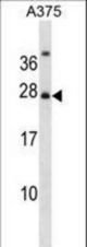 RPAIN Antibody western blot of A375 cell line lysates (35 ug/lane). The RPAIN antibody detected the RPAIN protein (arrow).