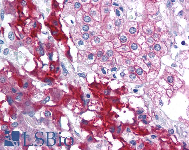 Anti-RPAIN antibody IHC of human adrenal. Immunohistochemistry of formalin-fixed, paraffin-embedded tissue after heat-induced antigen retrieval. Antibody LS-B1396 concentration 5 ug/ml.