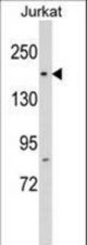 RPAP1 Antibody western blot of Jurkat cell line lysates (35 ug/lane). The RPAP1 antibody detected the RPAP1 protein (arrow).