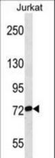 RPAP3 Antibody western blot of Jurkat cell line lysates (35 ug/lane). The RPAP3 antibody detected the RPAP3 protein (arrow).