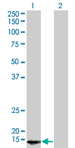 Western Blot analysis of POLR2D expression in transfected 293T cell line by POLR2D monoclonal antibody (M01), clone 1E4-A5.Lane 1: POLR2D transfected lysate(16.3 KDa).Lane 2: Non-transfected lysate.