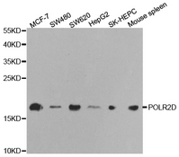 Western blot analysis of extracts of various cell lines, using POLR2D antibody.