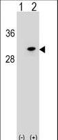 Western blot of POLR2D (arrow) using rabbit polyclonal POLR2D Antibody. 293 cell lysates (2 ug/lane) either nontransfected (Lane 1) or transiently transfected (Lane 2) with the POLR2D gene.