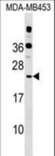 POLR2D Antibody western blot of MDA-MB453 cell line lysates (35 ug/lane). The POLR2D antibody detected the POLR2D protein (arrow).