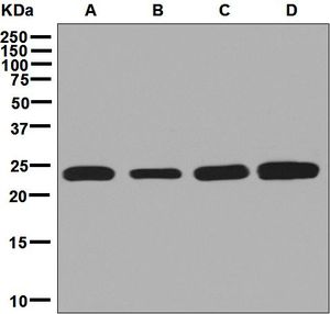 Western blot analysis on (A) K562, (B) HeLa, (C) HepG2, and (D) 293T cell lysates using anti-RPE antibody.