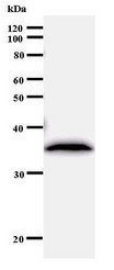 Western blot of immunized recombinant protein using BXDC1 antibody.