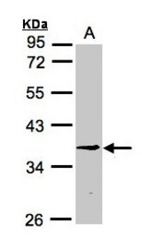 Sample (30g whole cell lysate). A: H1299. 10% SDS PAGE. BXDC1 antibody diluted at 1:3000