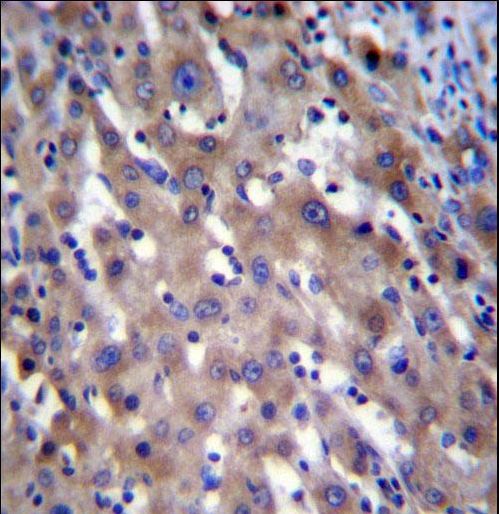 RPGR Antibody immunohistochemistry of formalin-fixed and paraffin-embedded human liver tissue followed by peroxidase-conjugated secondary antibody and DAB staining.