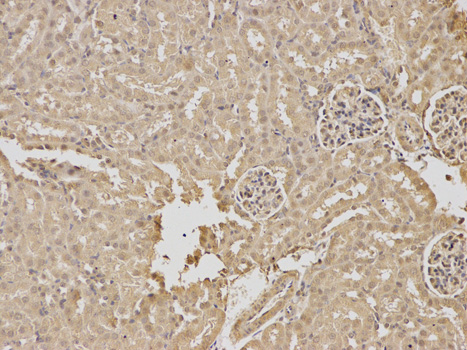 Immunohistochemistry of paraffin-embedded mouse kidney using RPGR antibody at dilution of 1:100 (200x lens).