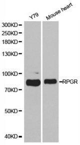 Western blot analysis of extracts of various cell lines, using RPGR antibody.