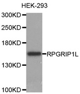 Western blot analysis of extracts of HEK-293 cell line, using RPGRIP1L antibody.