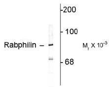 Western blot of rat cortex lysate showing specific immunolabeling of the ~82k rabphilin 3A.