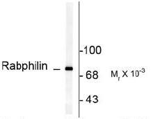 Western blot of rat brain lysate showing specific immunolabeling of the ~82k rabphilin 3A phosphorylated at Ser234.