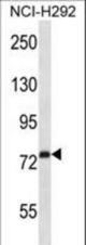 RPH3A Antibody western blot of NCI-H292 cell line lysates (35 ug/lane). The RPH3A antibody detected the RPH3A protein (arrow).