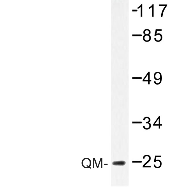 Western blot of QM (F34) pAb in extracts from K562 cells treated with Insulin 0.01u/ml 15min.