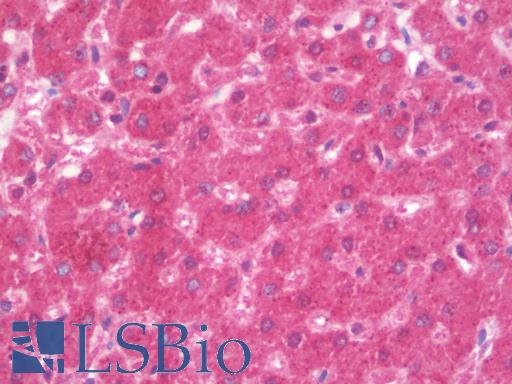 Anti-RPL12 antibody IHC staining of human liver, vessel endothelium. Immunohistochemistry of formalin-fixed, paraffin-embedded tissue after heat-induced antigen retrieval. Antibody LS-B9687 concentration 10 ug/ml.