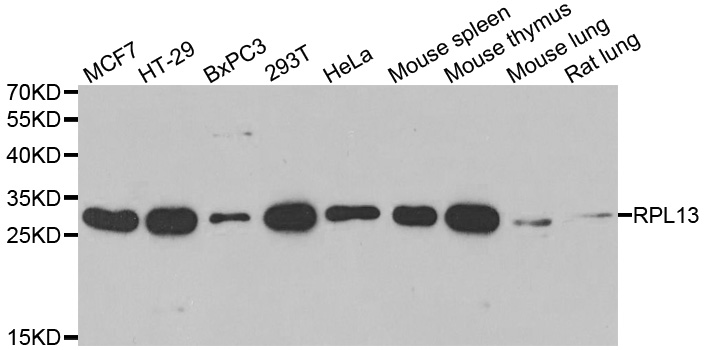 Western blot analysis of extracts of various cell lines, using RPL13 antibody.