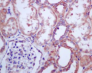 IHC of paraffin-embedded human kidney tissue using anti-RPL13 antibody.