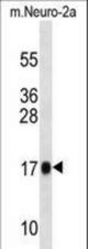 Mouse Rpl13a Antibody western blot of mouse Neuro-2a cell line lysates (35 ug/lane). The Rpl13a antibody detected the Rpl13a protein (arrow).
