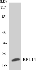 Western blot of the lysates from Jurkat cells using RPL14 antibody.
