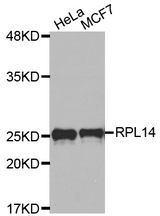 Western blot analysis of extracts of various cell lines, using RPL14 antibody.