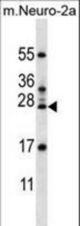 RPL15 Antibody western blot of mouse Neuro-2a cell line lysates (35 ug/lane). The RPL15 antibody detected the RPL15 protein (arrow).
